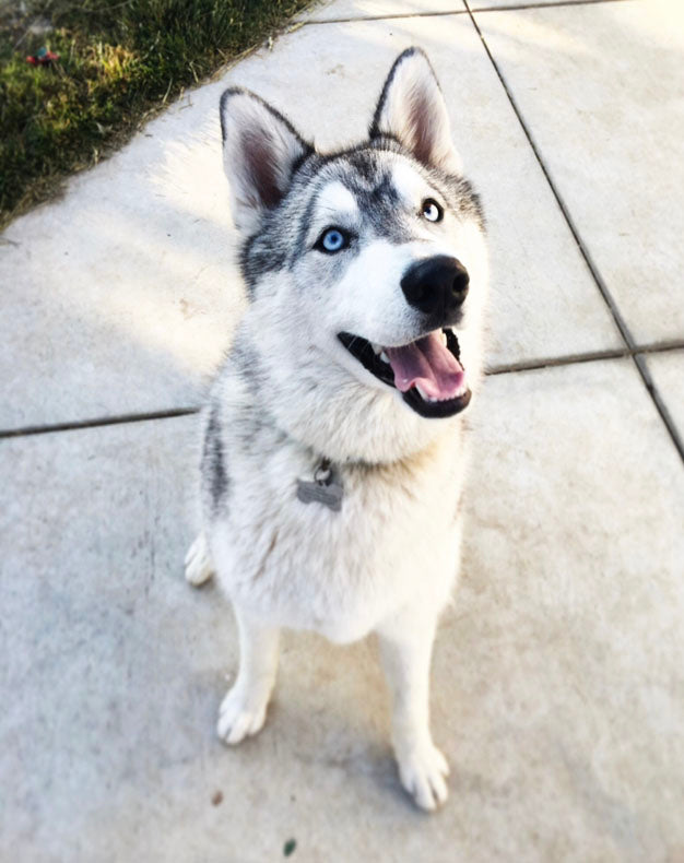 Doggo Puppet Sticker - White Husky